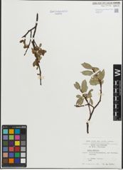 Foto von Salix hastata L.
